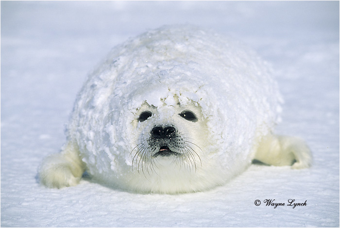 Harp Seal Pup 103 by Dr. Wayne Lynch &copy;